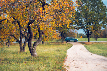 Fototapeta premium A dirt road meanders through an apple tree garden in the fall on a dry day