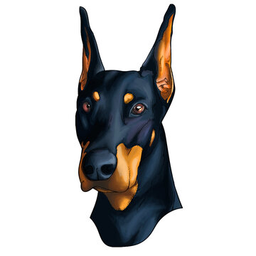Dobberman dog breed
