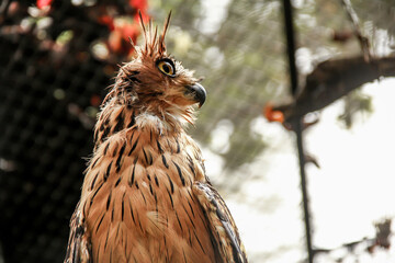 The beautiful Buffy fish owl