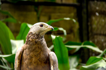The crested honey buzzard bird