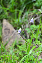 四国愛媛県新居浜市にある赤石山系の雄「東赤石山」は花の百名山でもある