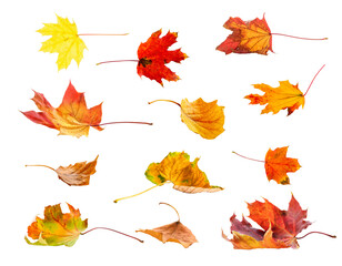 colourful autumn leaves isolated on white background