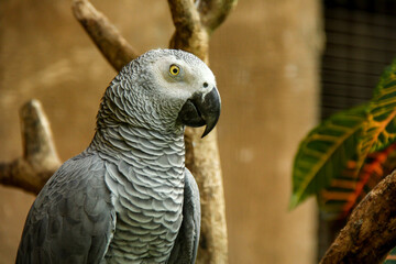 Beautiful gray parrot from right side