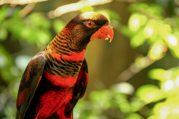 The lorikeet dusky-orange lory