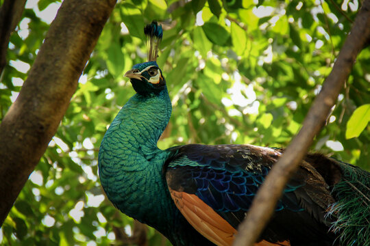 The Beauty Of Blue Peafowl