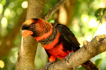 A cute Dusky-orange lorikeet