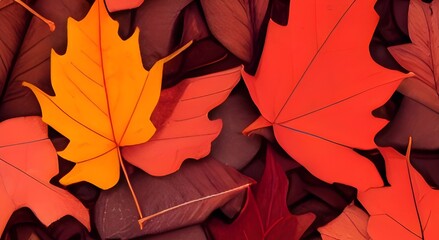 Background of colored wet autumnal maple leaves in a morning