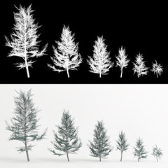 3d illustration of set Cedrus atlantica glauca fastigiata tree isolated on white and its mask