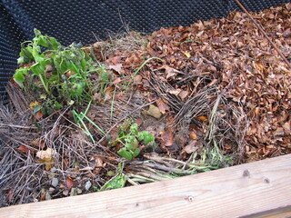 Raised bed filled up with organic material from the garden
