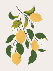 branch with lemon fruits, leaves and flowers on light background - 528947022