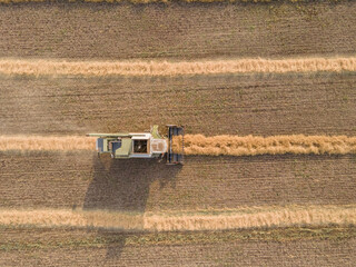 Fototapeta na wymiar Combines mow rapeseed in the field.Agro-industrial complex.The combine harvester cuts rapeseed .The machine removes rapeseed.Harvesting of grain crops.Harvesting in ranches and agricultural lands