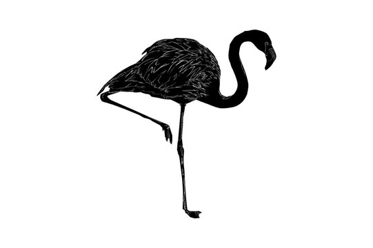 recommend clip art: pink flamingo silhouette