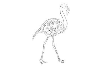 pink flamingo lineart