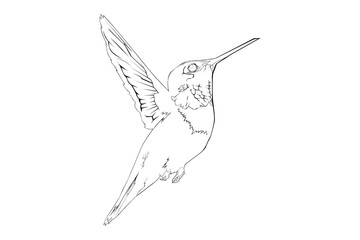 Fototapeta premium Hummingbird lineart