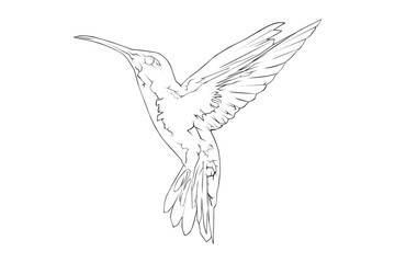 Fototapeta na wymiar Hummingbird lineart