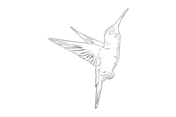 Hummingbird lineart