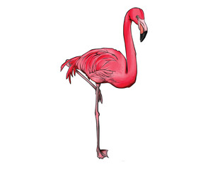 pink flamingo
