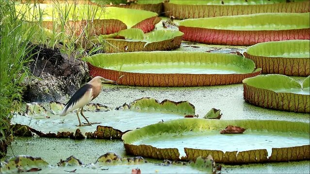 Footage of a Javan Pond Heron in Mating Season Relaxing on Victoria Amazonica Water Lily Pad