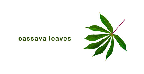 Beautiful cassava leaf on white background.