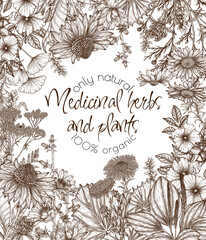 Vector illustration of medicinal herbs in engraving style. Linear chamomile, chicory, clover, lavender, plantain, valerian, echinacea, rosehip, coltsfoot, ginkgo, nettle - obrazy, fototapety, plakaty