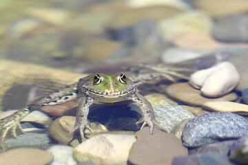 Tiere im Garten - Kleiner Wasserfrosch schaut mit großen Augen aus seinem Teich heraus