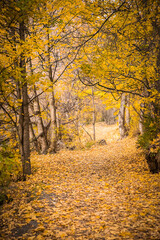Naklejka na ściany i meble golden autumn landscape, yellow leaves in a forest or park, beautiful fall background, outdoor shot. High quality photo
