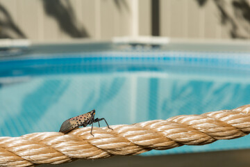 A Spotted Lanternfly found near a swimming pool in New Jersey