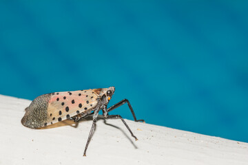 A Spotted Lanternfly found near a swimming pool in New Jersey