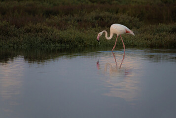 flamingo in the water