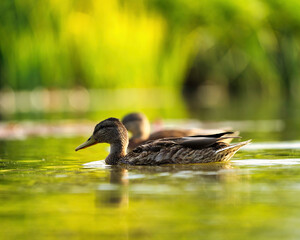 duck on the lake