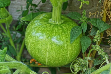 one large round green pumpkin on a branch among the vegetation in the summer garden
