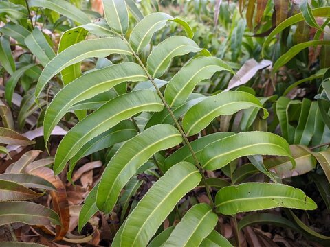 Plants of Kalakai (Stenochlaena Palustris) flourish in the tropical nature of Kalimantan