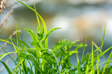 Grass green juicy and fresh texture as background
