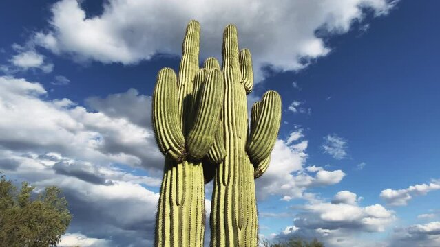 Medium close-up of a double saguaro cactus with dramatic clouds and bright blue sky in Southern Arizona. Slider left to right.