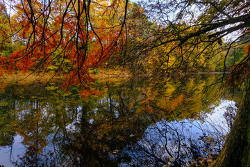 colorful red, yellow, and orange autumn trees reflected in the surface water of the lake in Boschi di Carrega, Emilia-Romagna, Italy