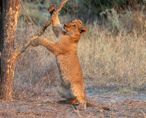 African lion cub standing on its hind legs exploring the branch in a tree