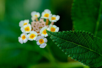 close up of a white flower