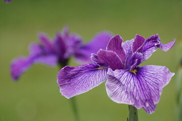 花菖蒲 purple iris flower
