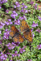 butterfly on flower