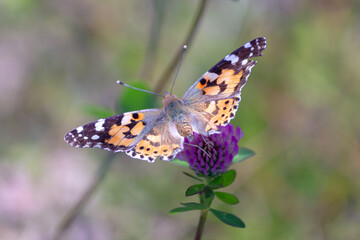 butterfly on flower