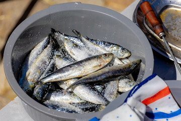 Marinated fresh sardines fish with sea salt in plastic bowl ready to cook, Traditional Portuguese dish grilled sardines on stove during summer, Delicious Portugal dish food.
