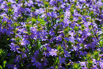 Mosaïcultures à Québec