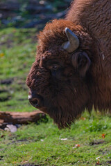 European bison or the European wood bison, also known as the wisent, the zubr, or sometimes colloquially as the European buffalo, is a European species of bison.