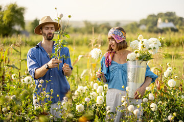 Man and a woman pick up dahlia flowers while working at rural flower farm on sunset. Young farmers...