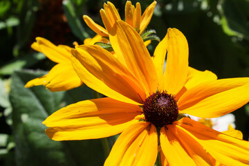 Mosaïcultures à Québec