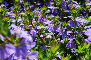 Mosaïcultures à Québec