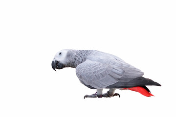 African gray standing isolated on white background.