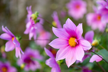 ダリアガッツァリア