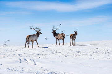 Deer in the snow in the natural streak of the nature reserve in the mountains. The symbol of the New Year and Christmas of the team of Santa Claus, the leader of the pack of the leader of the reindeer