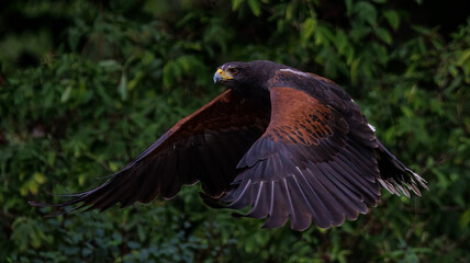 Wüstenbussard